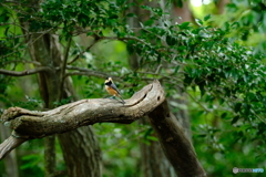 野鳥天国