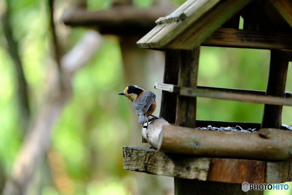 野鳥天国