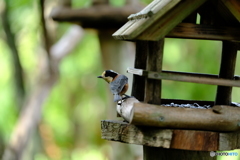 野鳥天国
