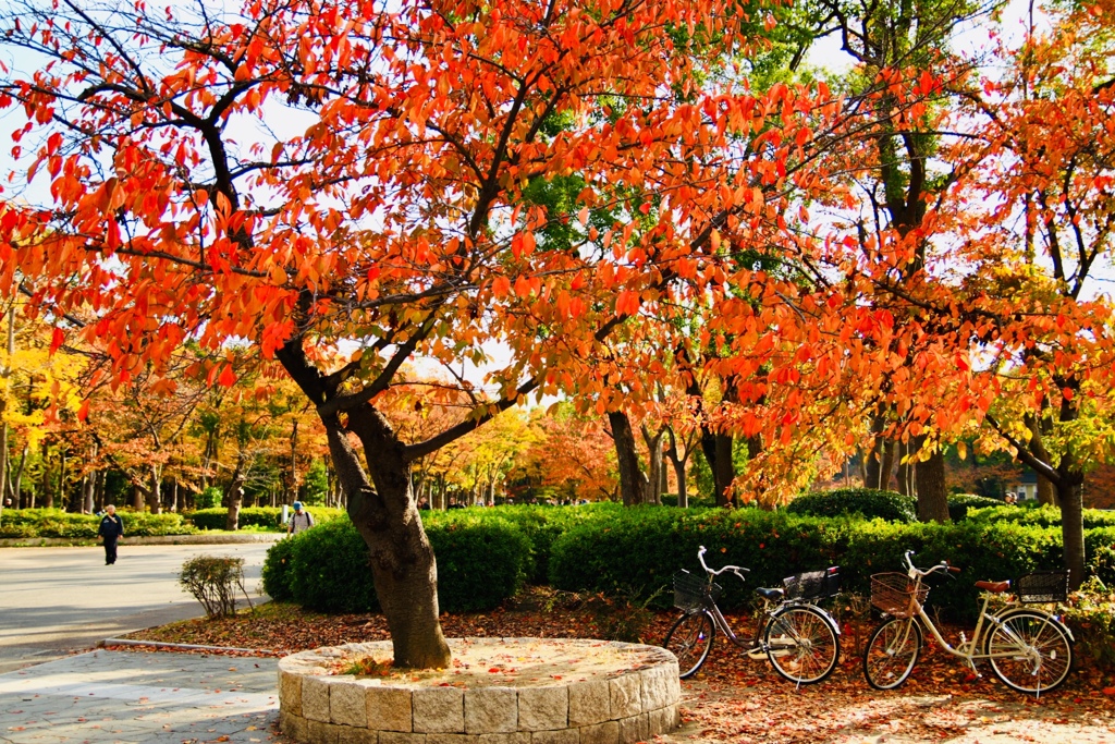 2018年 11月 大阪城 紅葉 9/10