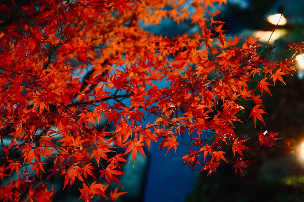 2018年 12月 京都 八瀬比叡山口 紅葉 4/20