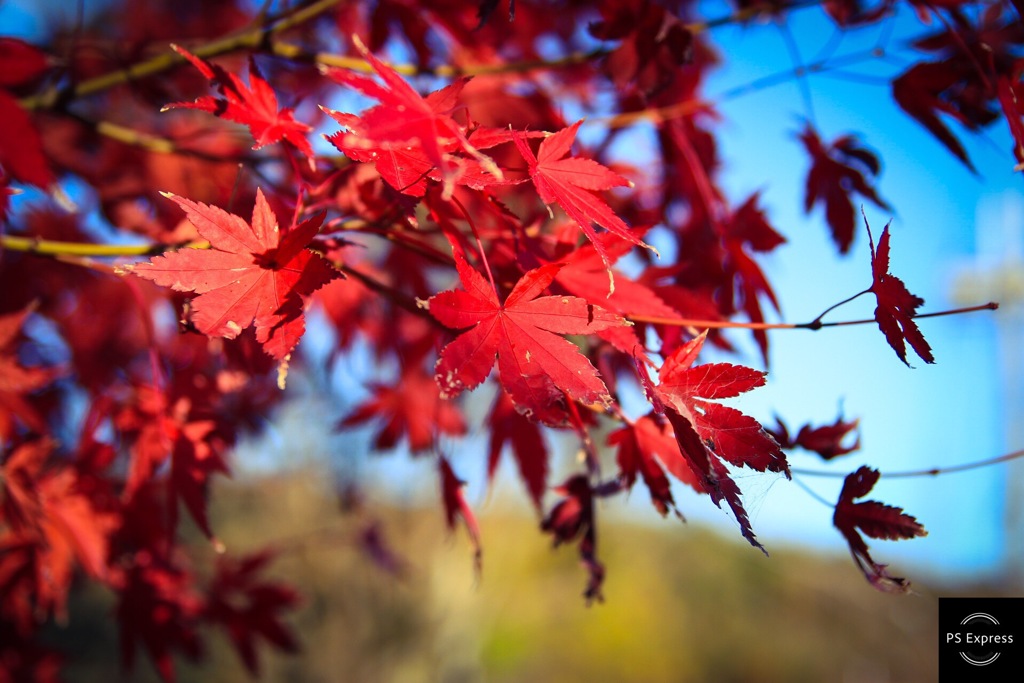 2018年 11月 摂津峡 紅葉 16/16