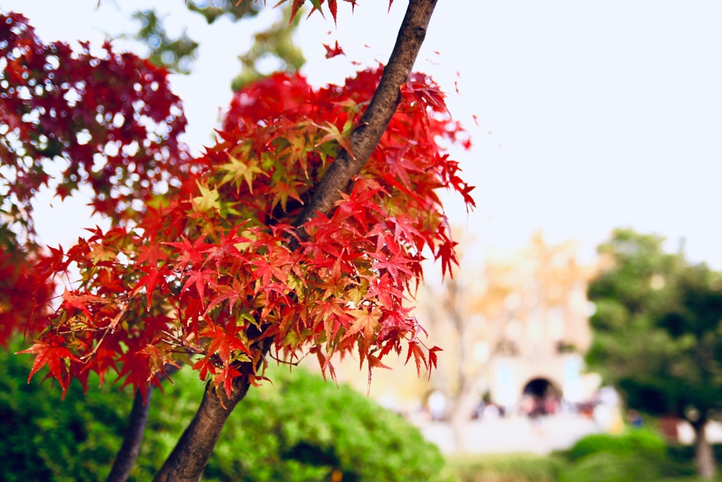 2018年 11月 大阪城 紅葉 5/10