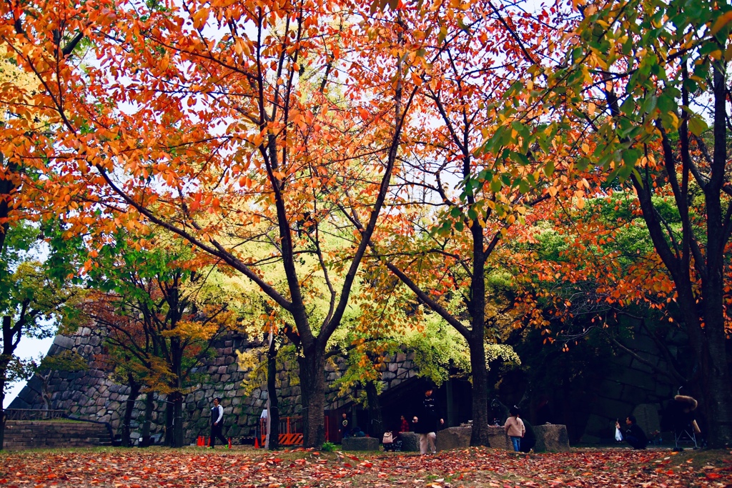 2018年 11月 大阪城 紅葉 3/10