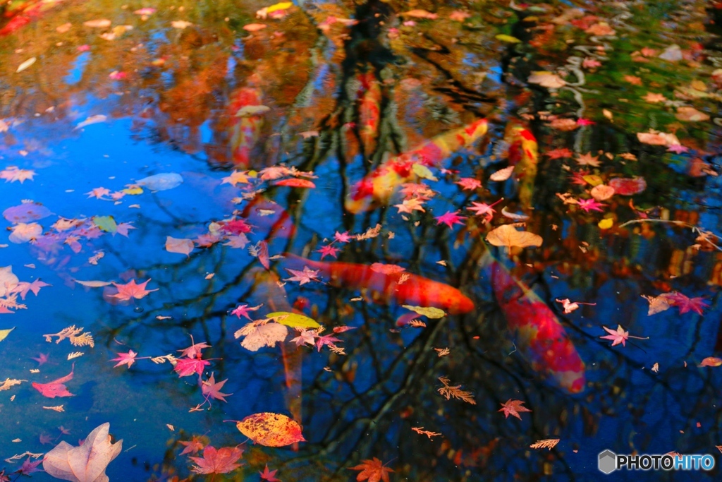 紅葉と鯉