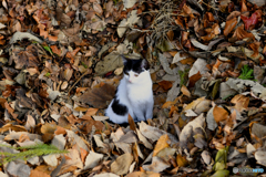 伏見稲荷の猫