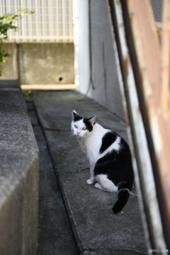 南港の猫