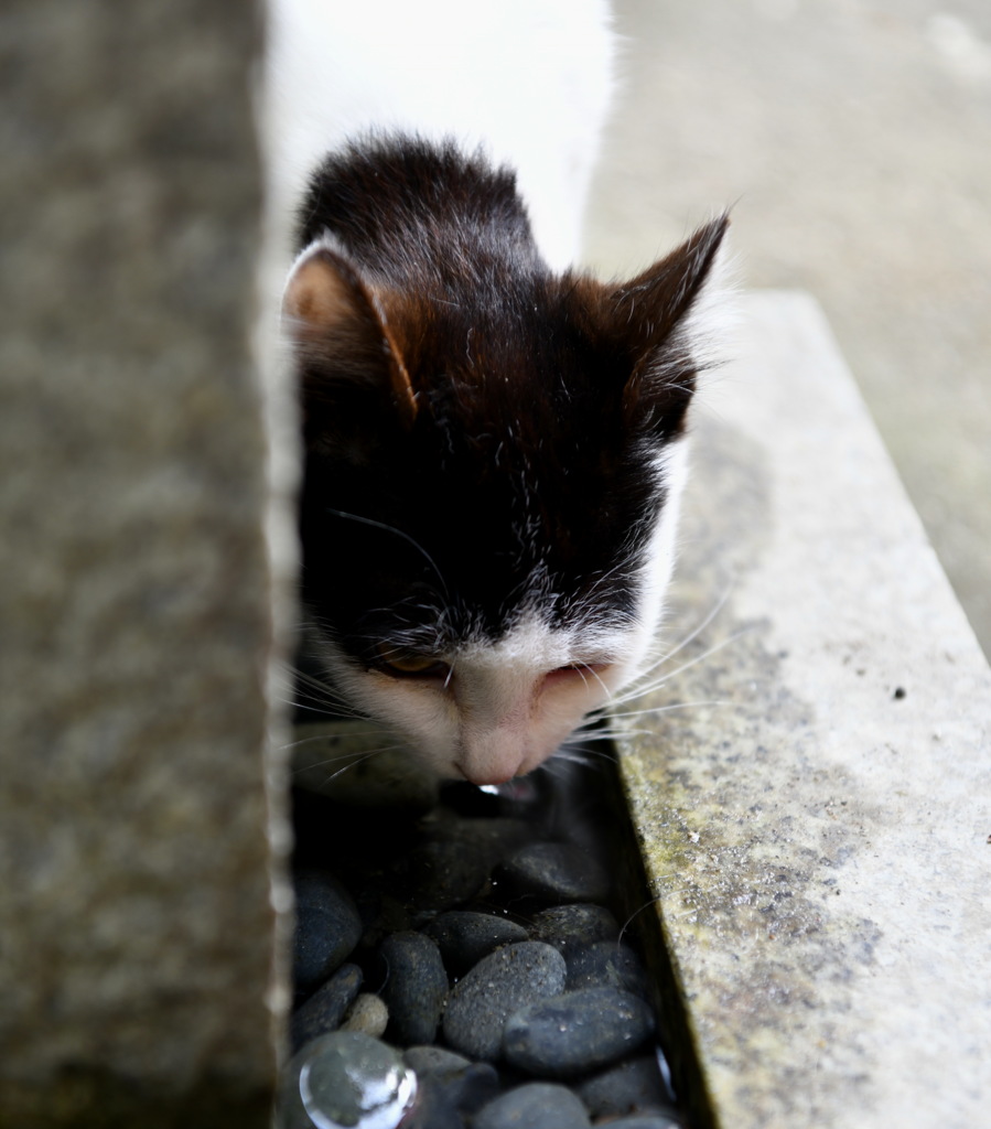 猫の給水場