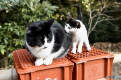 猫の親子