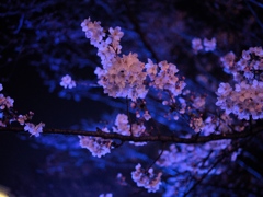 夜桜2