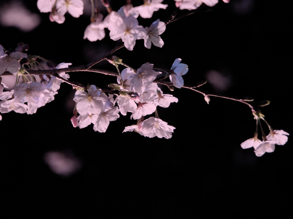 夜桜1