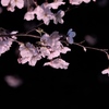 夜桜1