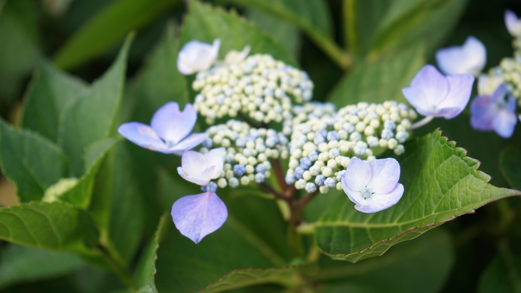 紫陽花