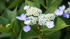 紫陽花