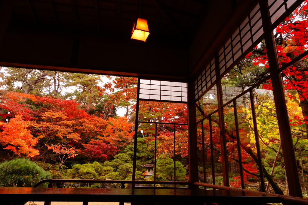 紅葉真っ盛り。