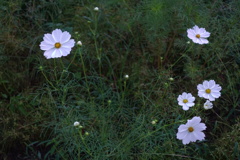早朝のコスモス