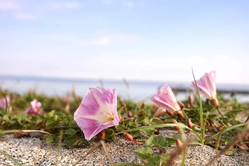 初夏の海