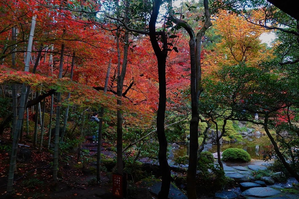 紅葉真っ盛り