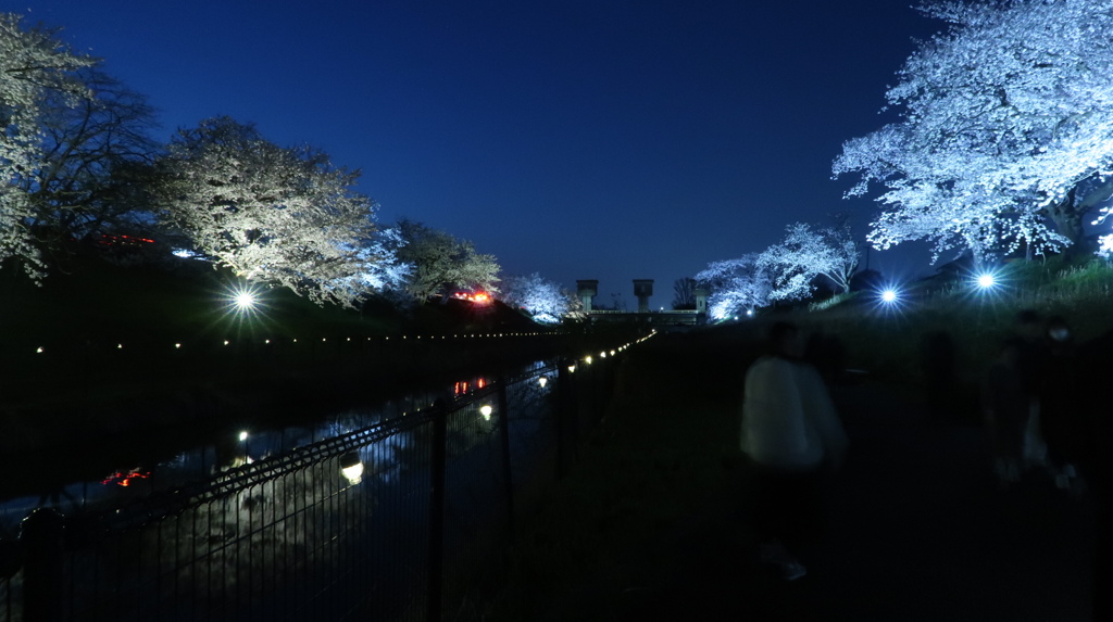 夜桜