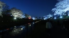 夜桜