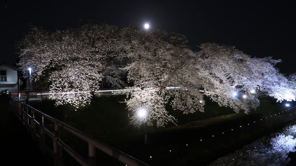 夜桜