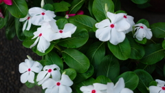 玄関先の花