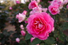 D81CA29C-BE1C-4D83-82C1-896BBADDCF0B