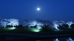 桜色