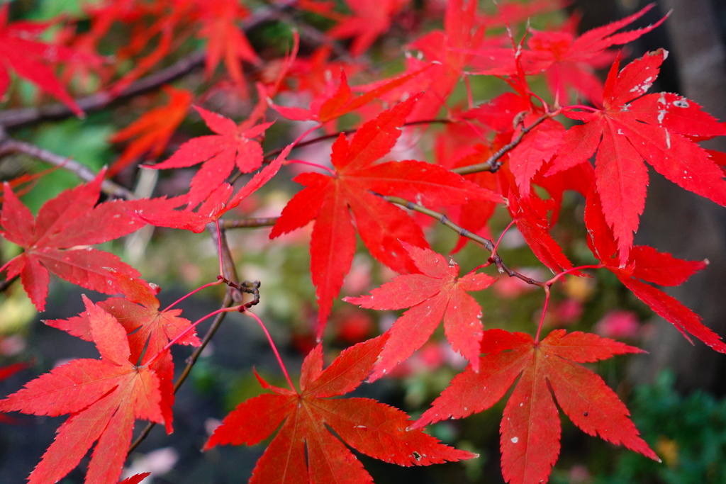 紅葉真っ盛り