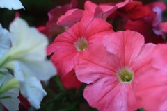 2991ECAC-DA63-405B-9B0C-C918330C4A42