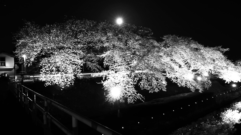 桜色
