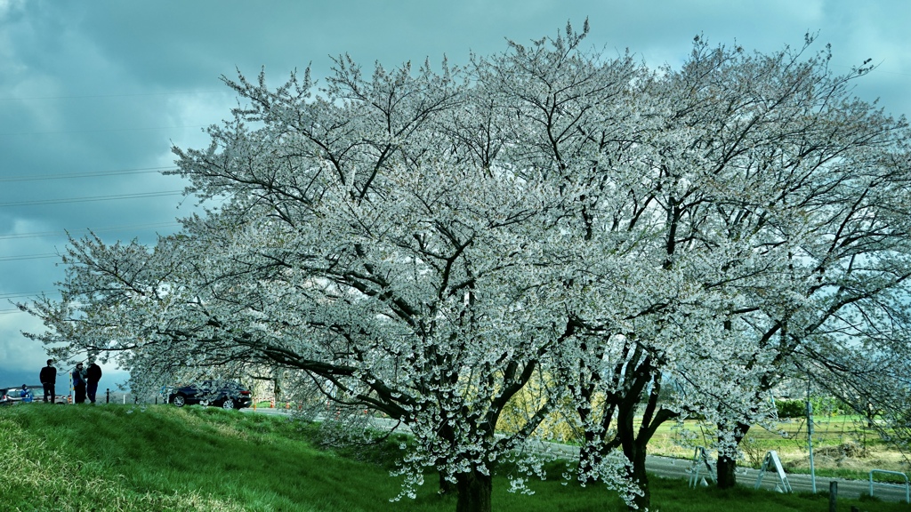 加治川沿いの桜