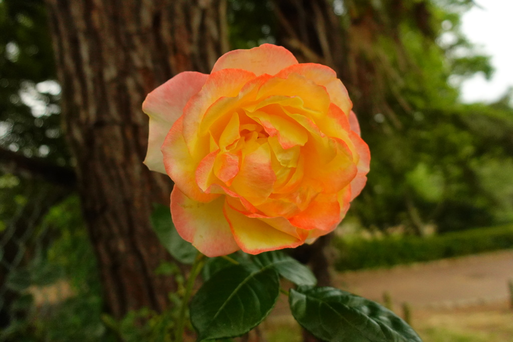 1328C2F5-0465-43E1-9A99-DAACFF559810