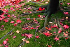 紅葉真っ盛り