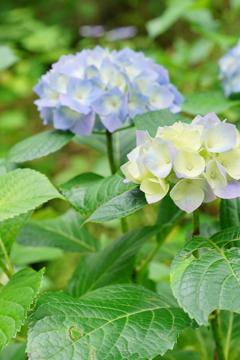 455D161E-59D8-485E-8C79-24F2254C252E