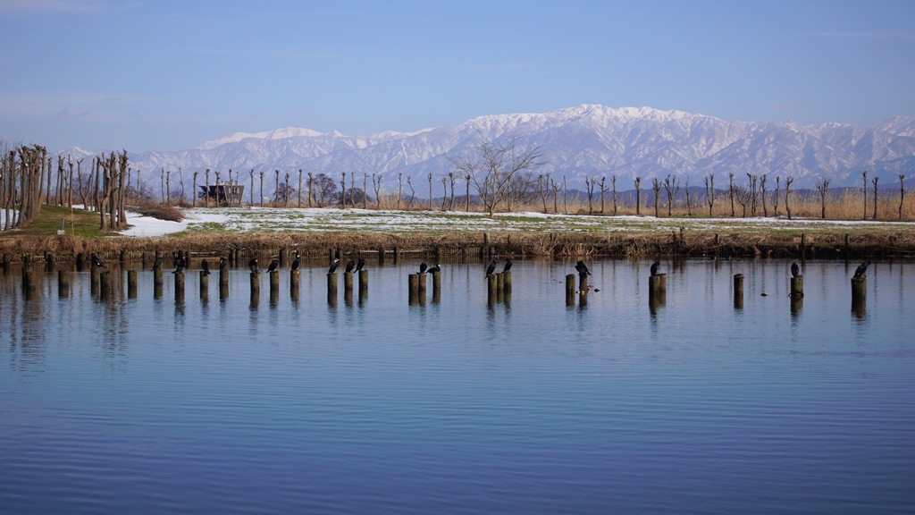 新潟市の観光名所福島潟