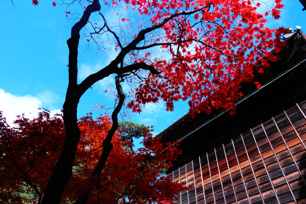 紅葉真っ盛り