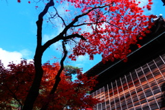 紅葉真っ盛り