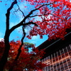 紅葉真っ盛り