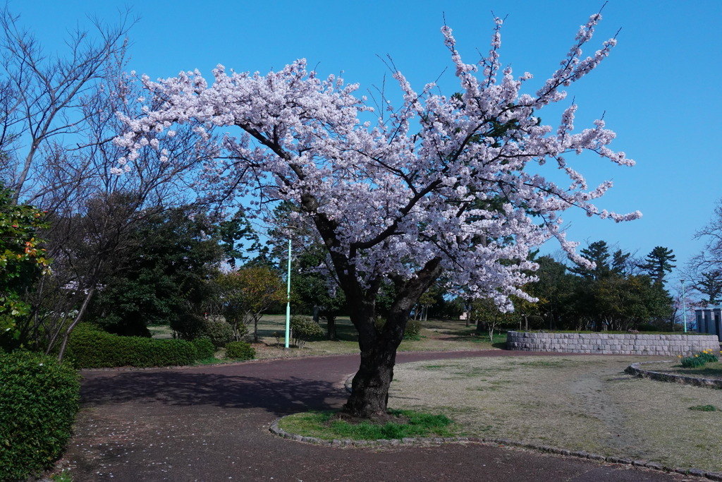 桜満開3