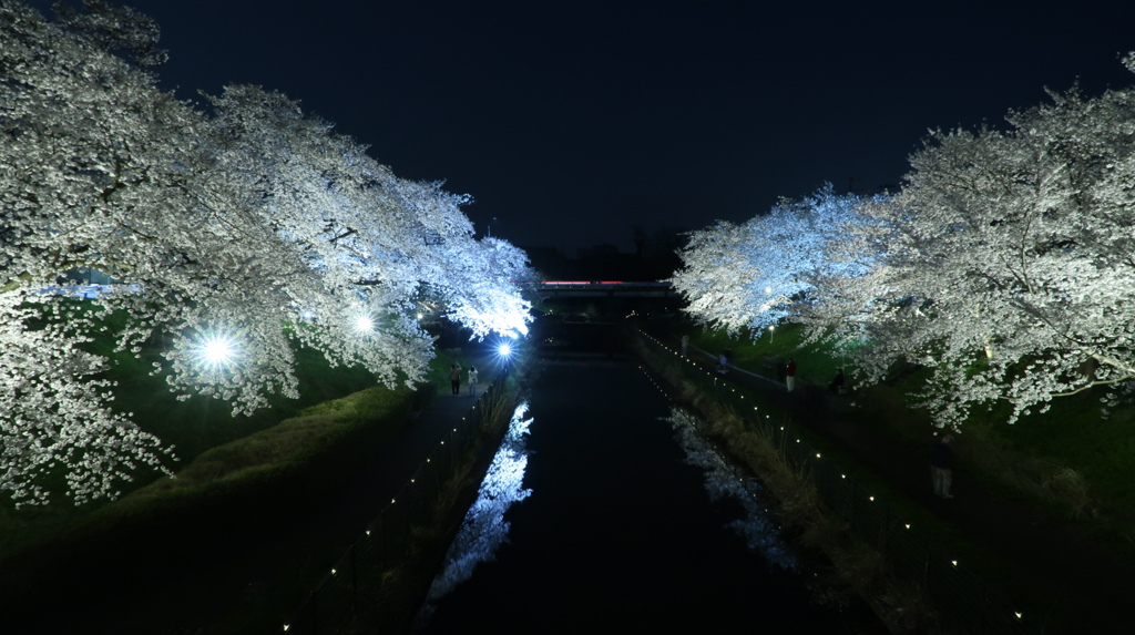 夜桜