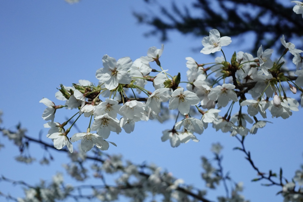 一気に桜満開