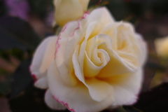 804CD1AF-050C-4611-B885-4F6CEE0DE94A