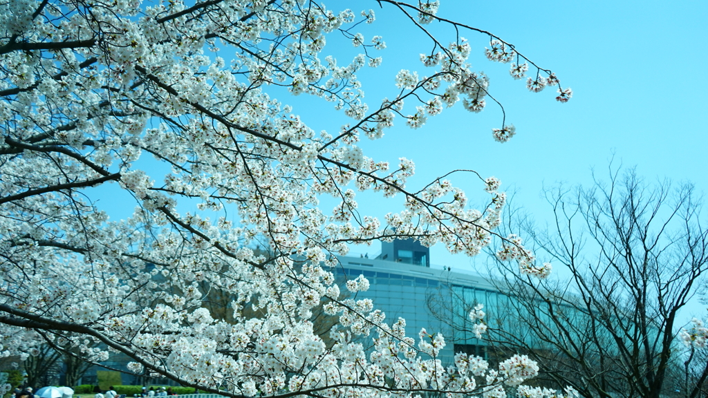 先々週の白山公園