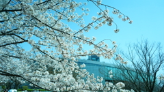 先々週の白山公園