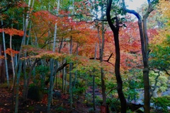 紅葉真っ盛り