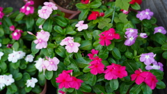 玄関先の花