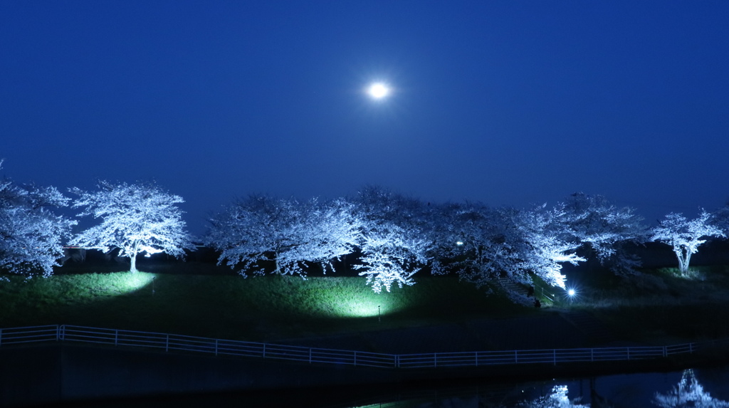 月夜と桜
