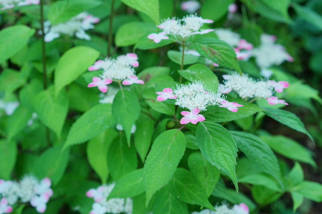 08E6C0BF-4D54-4F3E-8F21-F46DB78466D0