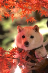 白柴可愛いね。